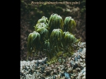 Postelsia palmaeformis