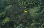 Aaptos suberitoides ZMA Por. 14468 Aaptos suberitoides ZMA Por. 14468