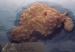 Acanthella cavernosa Dendy, 1922 Acanthella cavernosa Dendy, 1922