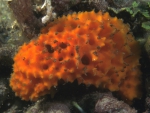 Acanthella cavernosa Indonesia Acanthella cavernosa Indonesia