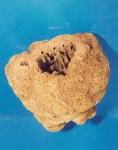 Siphonella ingens Holotype Siphonella ingens Holotype