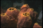 Acanthostrongylophora ingens Acanthostrongylophora ingens
