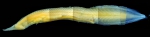 Neocyema Neocyema