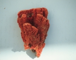 Acarnus topsenti ZMA 12178 Acarnus topsenti ZMA 12178