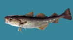 Gadus morhua