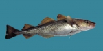 Gadus morhua