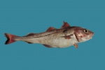 Melanogrammus aeglefinus