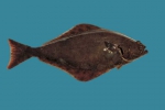 Hippoglossus hippoglossus