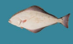 Hippoglossus hippoglossus