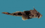 Myoxocephalus