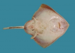 Raja radiata