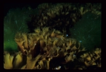 Chondrus