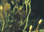 Ascophyllum