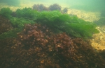 Chondrus