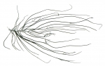 Chordaria flagelliformis