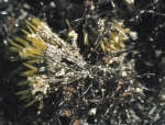 Furcellaria