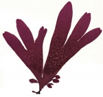 Palmaria