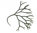 Polyides (algae)