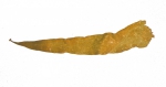 Punctaria Latifolia