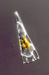 Licmophora sp.