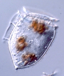 Dinophysis norvegica