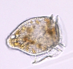 Dinophysis norvegica