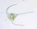 Ceratium longipes