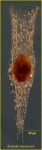 Daturella stramonium Daturella stramonium