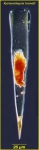 Xystonellopsis brandti Xystonellopsis brandti