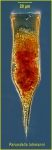 Parundella lohmanni Parundella lohmanni
