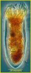 Ciliophora