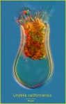 Undella californiensis Undella californiensis