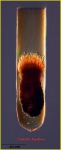 Undella hyalina Undella hyalina
