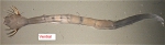 Caecosagitta macrocephala (damaged)