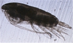 Calanus hyperboreus C4