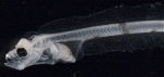 Glyptocephalus cynoglossus