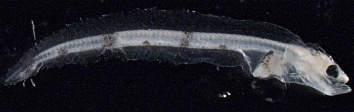 Glyptocephalus cynoglossus