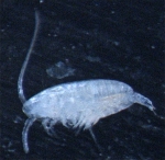Paracalanus sp. female