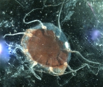 Pelagia noctiluca
