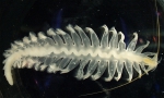 Tomopteris helgolandica
