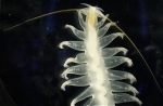 Tomopteris helgolandica