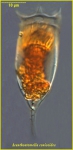 Acanthostomella conicoides Acanthostomella conicoides