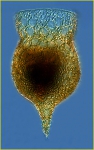 Codonella amphorella Biederman,1893 Codonella amphorella Biederman,1893