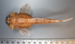 Icelus spatula (dorsal view)