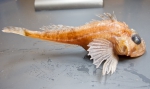Icelus spatula (lateral view)