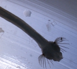 Chaetognatha (arrow worms)