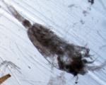 Heterorhabdus papilliger