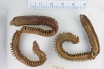 Nephtys ciliata (conserved)