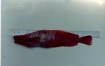 Gaidropsarus ensis