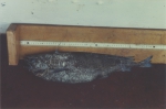 Antimora rostrata